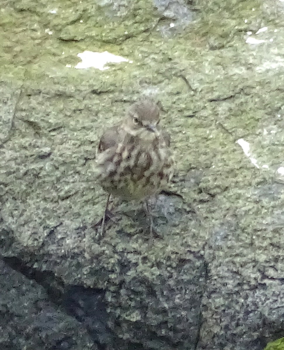 Rock Pipit - ML310848401