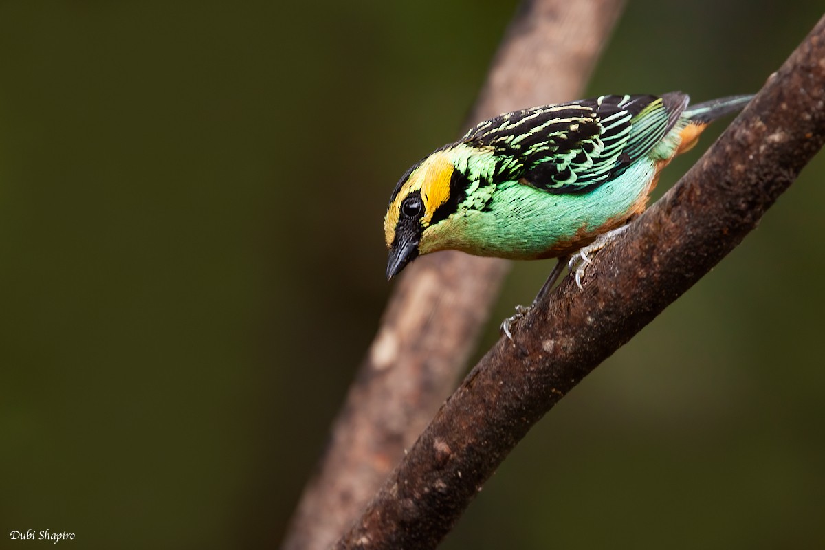 Golden-eared Tanager - Dubi Shapiro