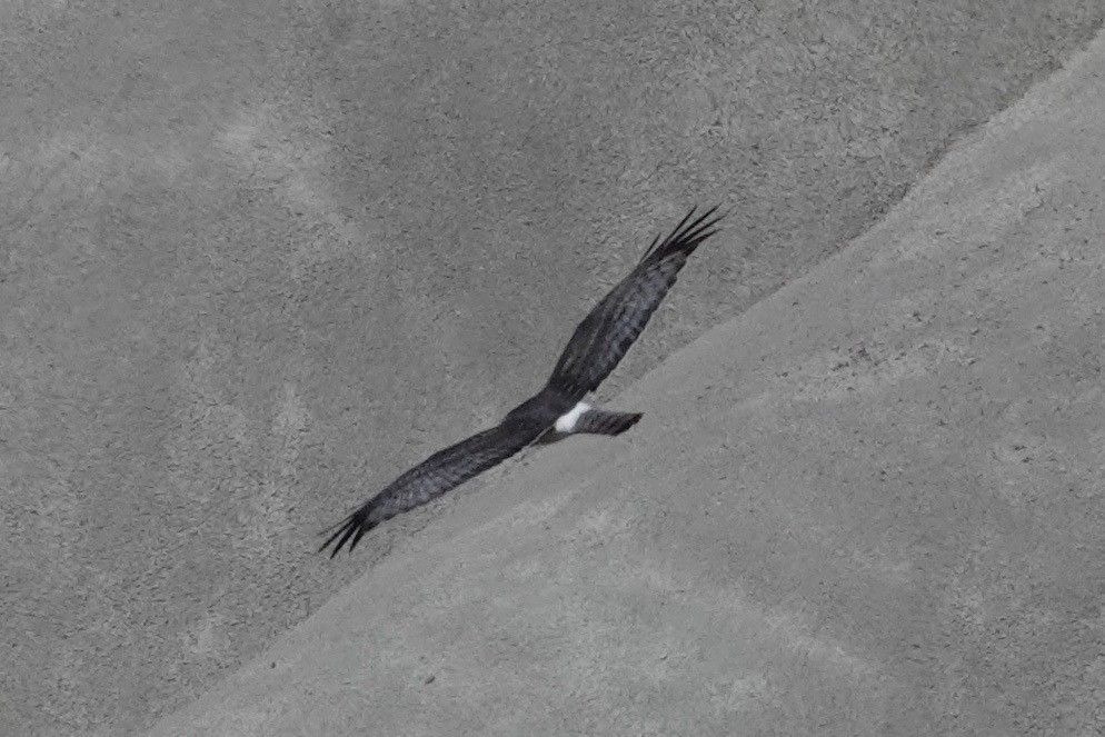 Northern Harrier - ML310849211