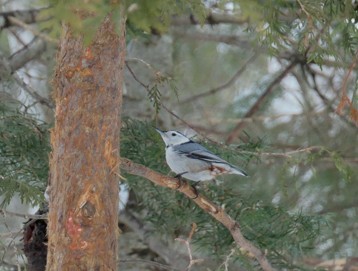 White-breasted Nuthatch - ML310849451