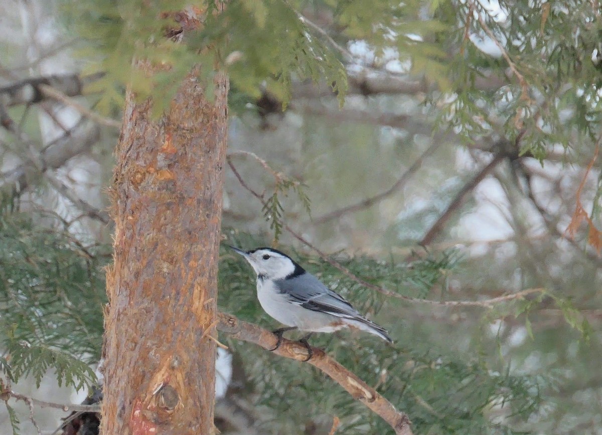 White-breasted Nuthatch - ML310849481