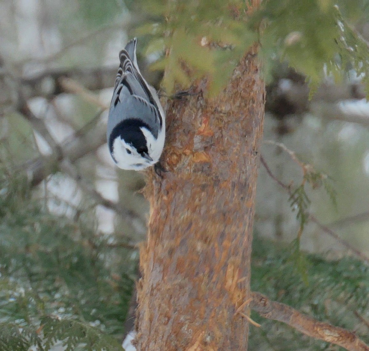 White-breasted Nuthatch - ML310849561