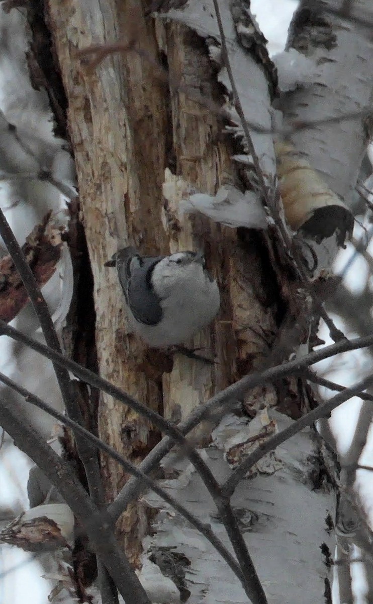 White-breasted Nuthatch - ML310849571