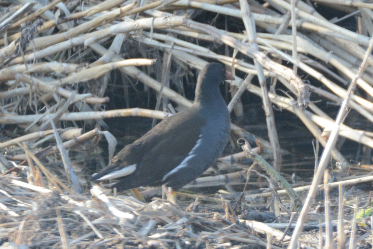 Gallinule poule-d'eau - ML310849751