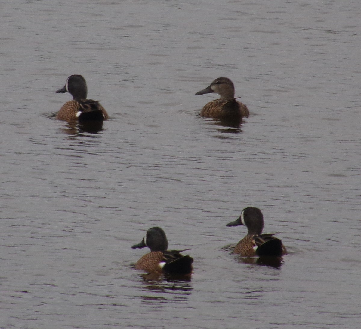 Blue-winged Teal - Joshua Dueck