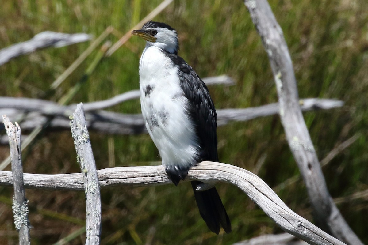 Little Pied Cormorant - ML310850531