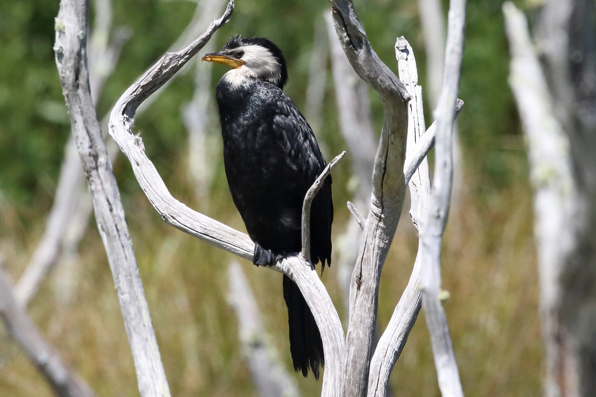 Little Pied Cormorant - ML310850561