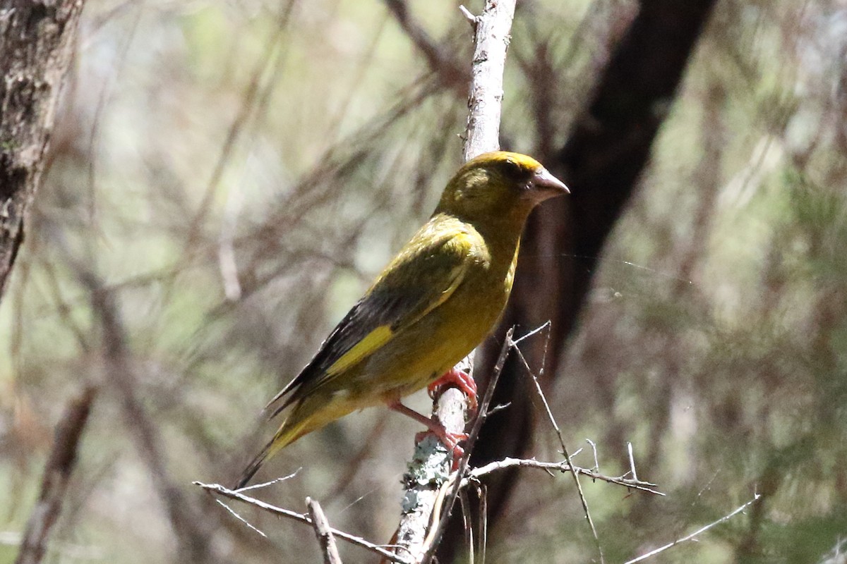 European Greenfinch - ML310850571