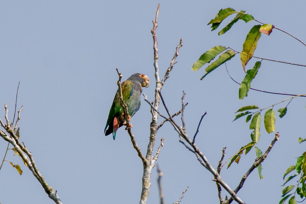 White-crowned Parrot - Terry Liddell