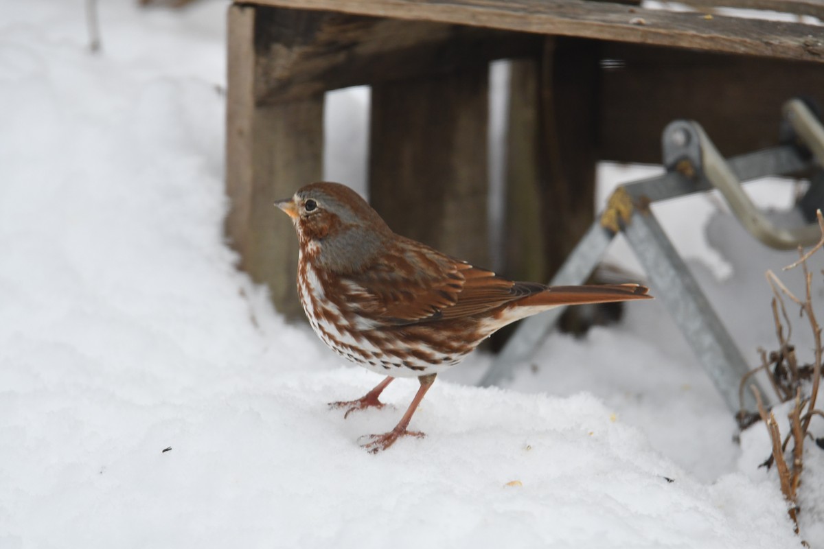 Fox Sparrow (Red) - ML310851111