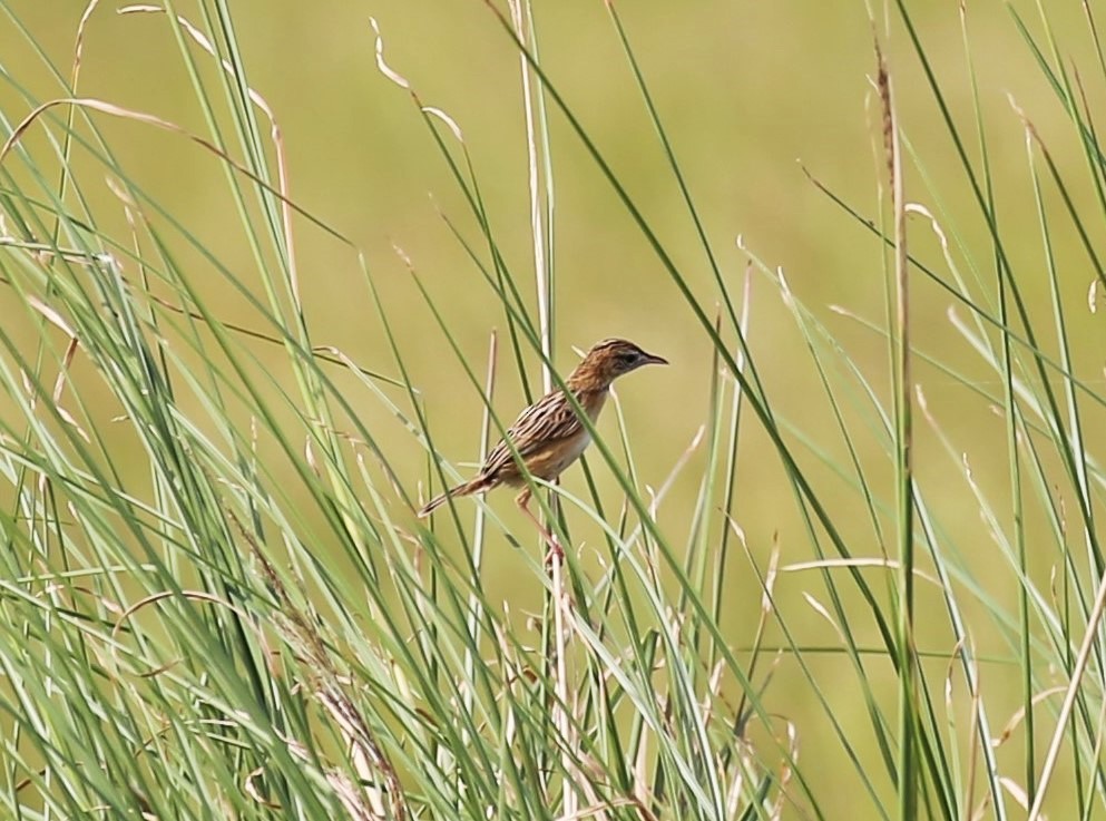 Zitting Cisticola - ML31085121