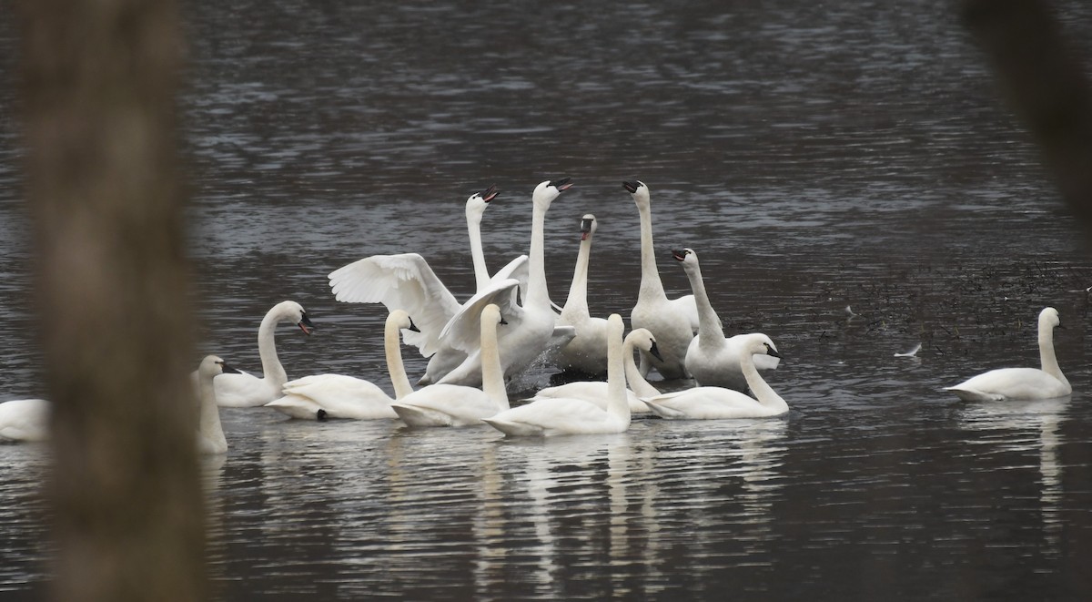 Tundra Swan - Carol Hildebrand