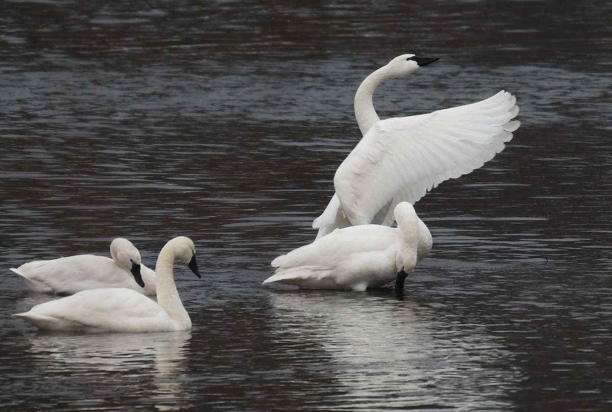 Tundra Swan - Carol Hildebrand