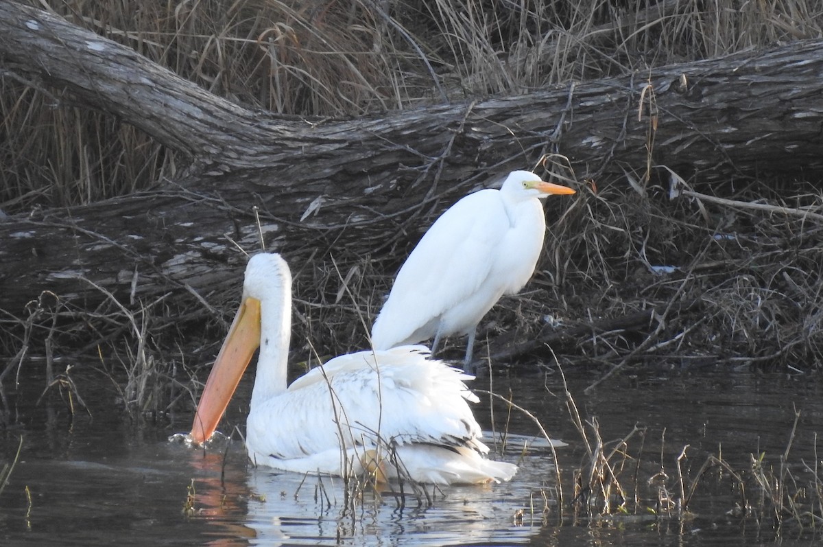 American White Pelican - ML310852071