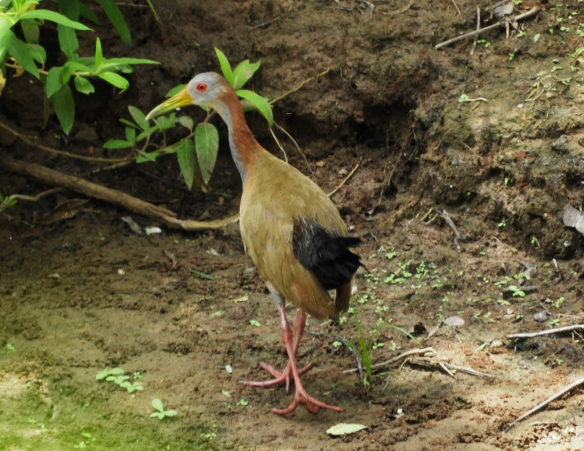 Giant Wood-Rail - ML310852181