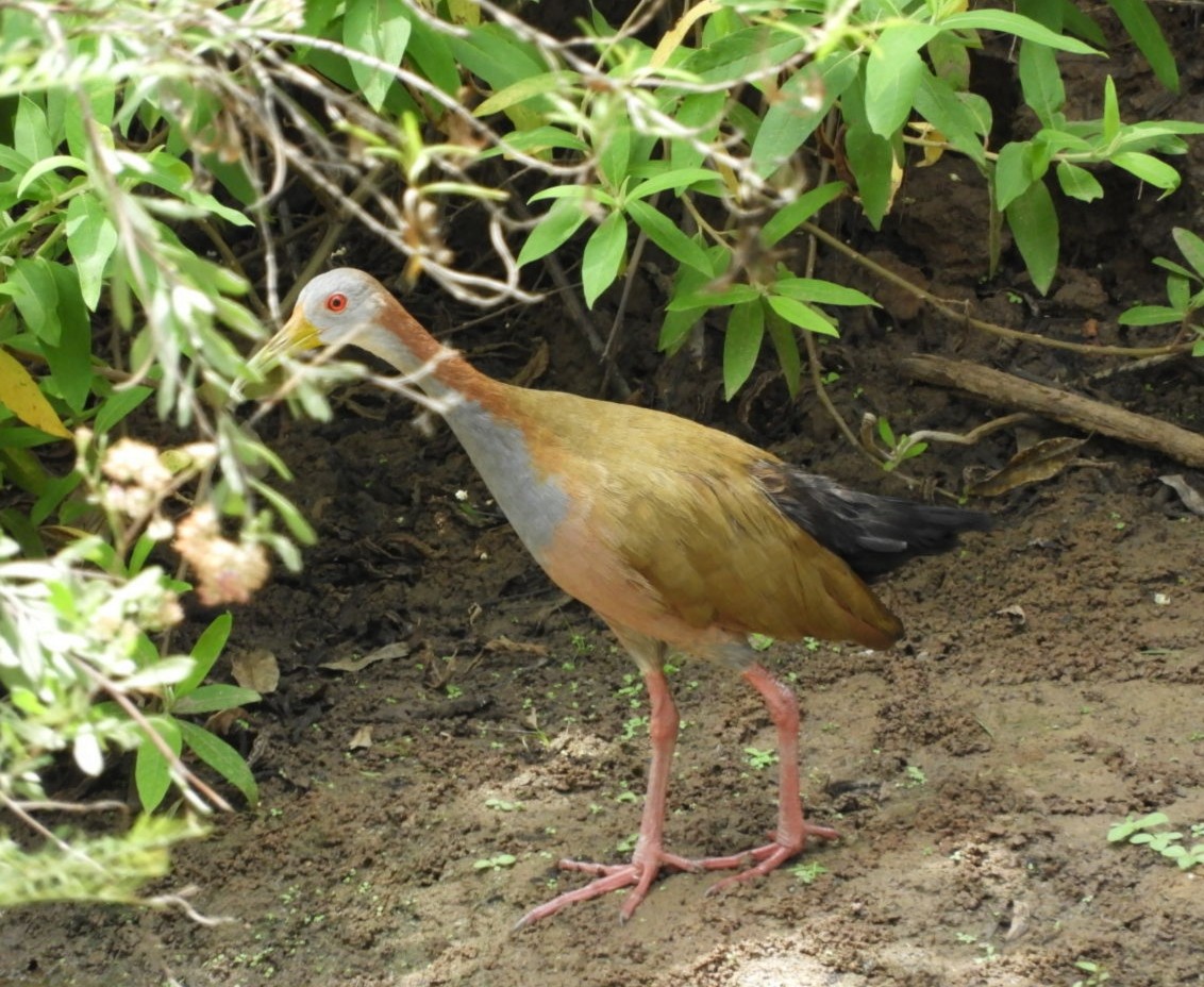 Giant Wood-Rail - ML310852191