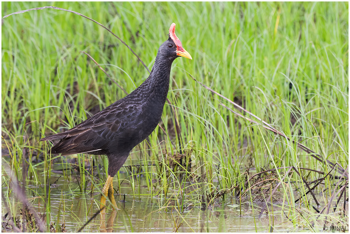 Watercock - Minal Patel