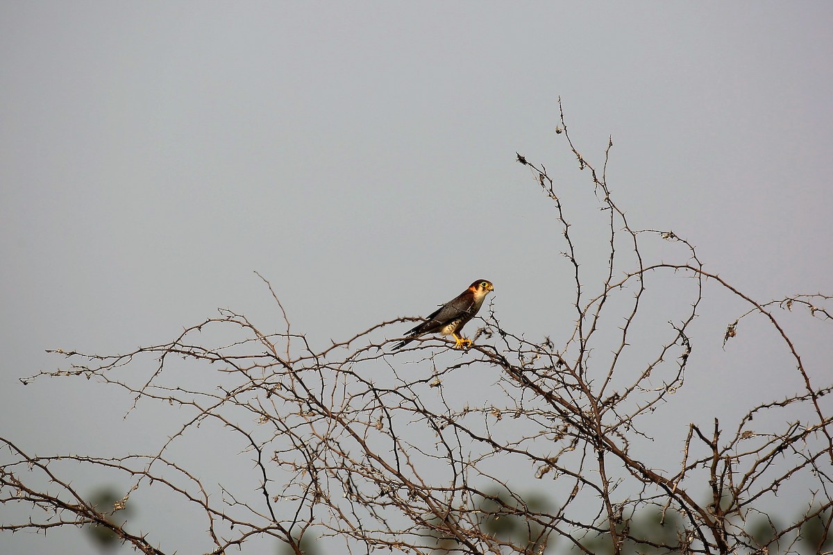 Red-necked Falcon - ML31085331