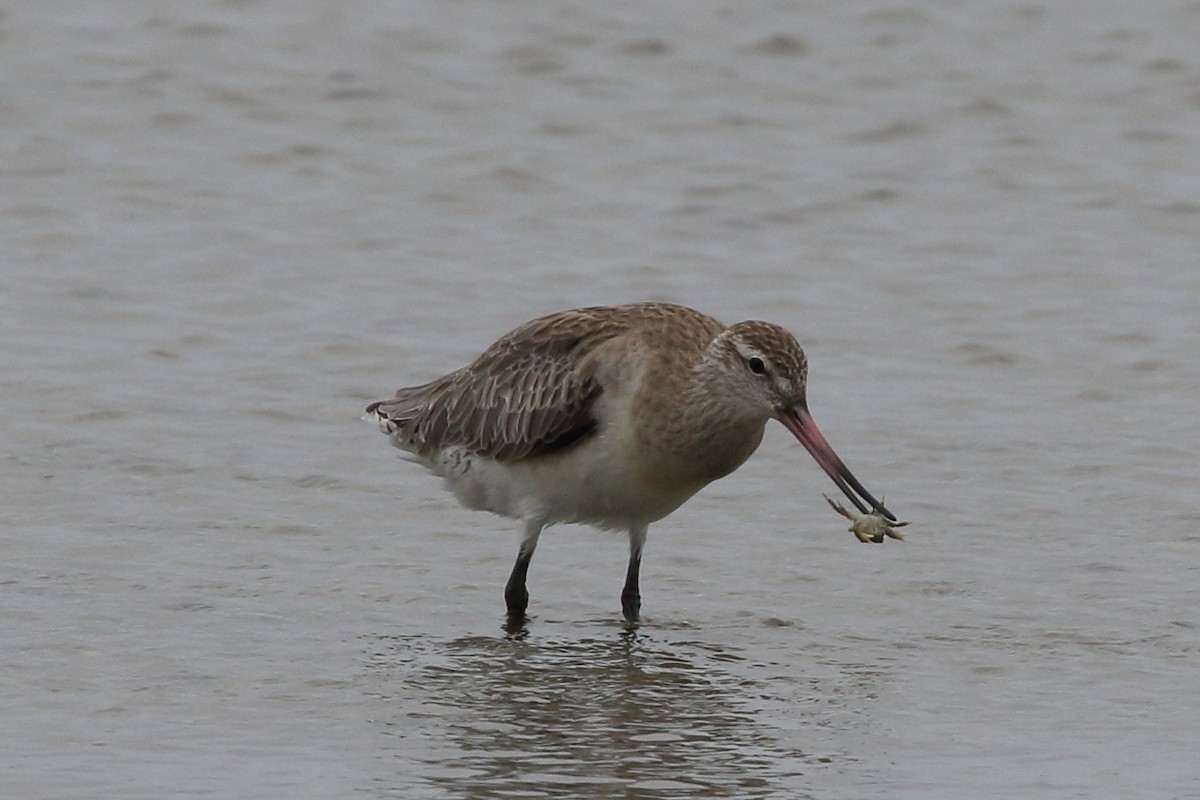 Bar-tailed Godwit - Roly Pitts