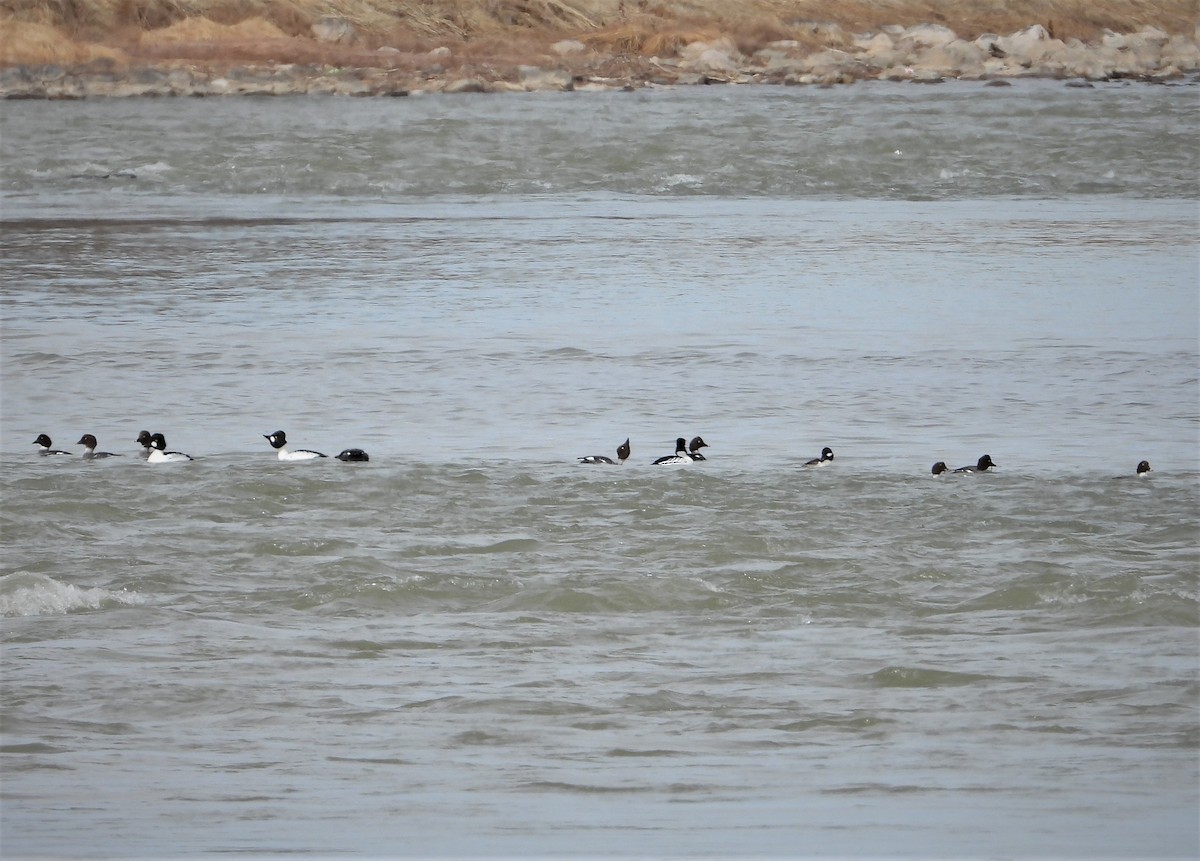 Common Goldeneye - ML310854131