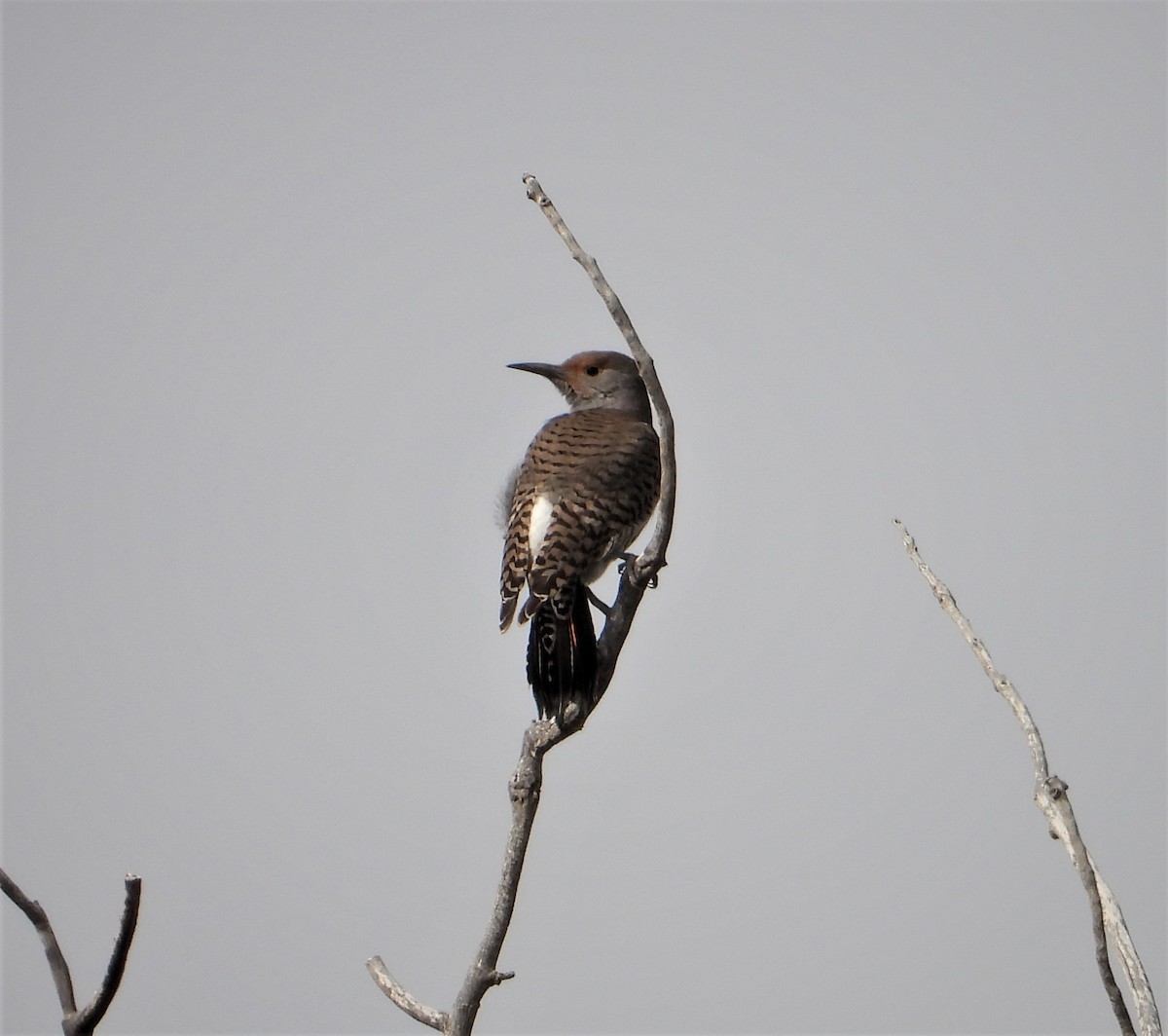 Northern Flicker - ML310854161