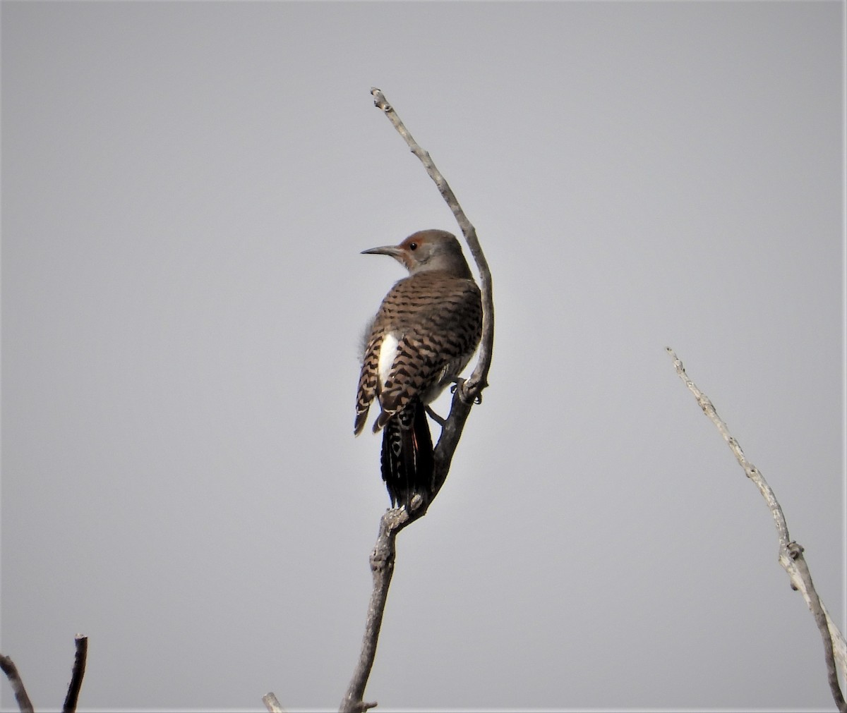 Northern Flicker - ML310854181