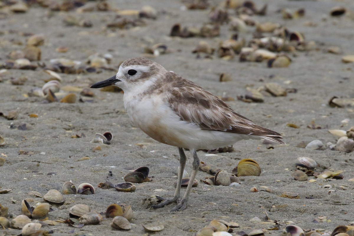 Red-breasted Dotterel - ML310854201