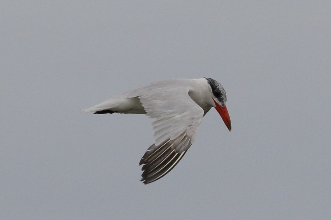 Caspian Tern - ML310854231