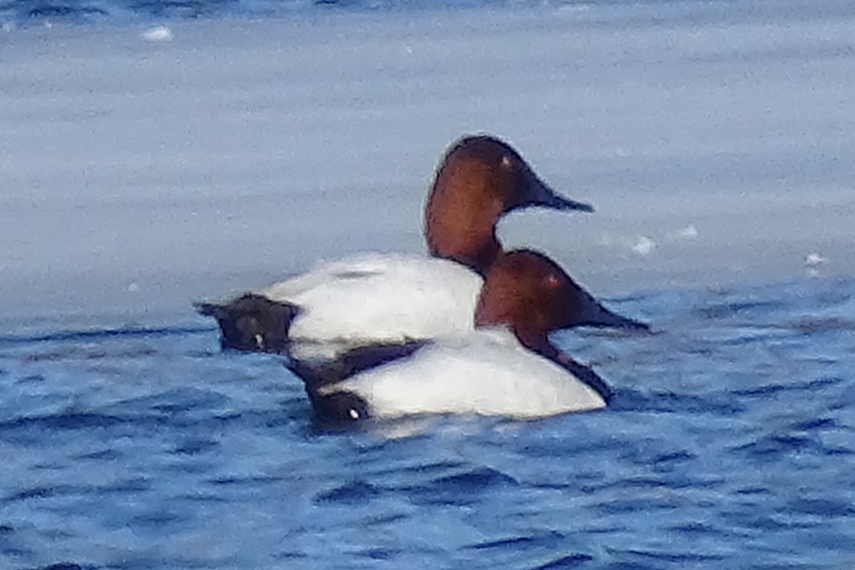 Canvasback - ML310854371