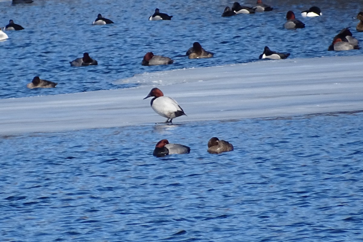 Canvasback - ML310854381