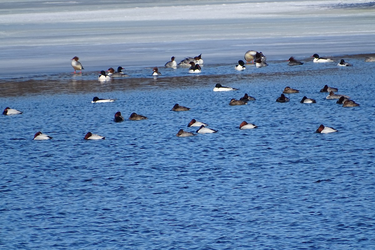 Canvasback - ML310854461