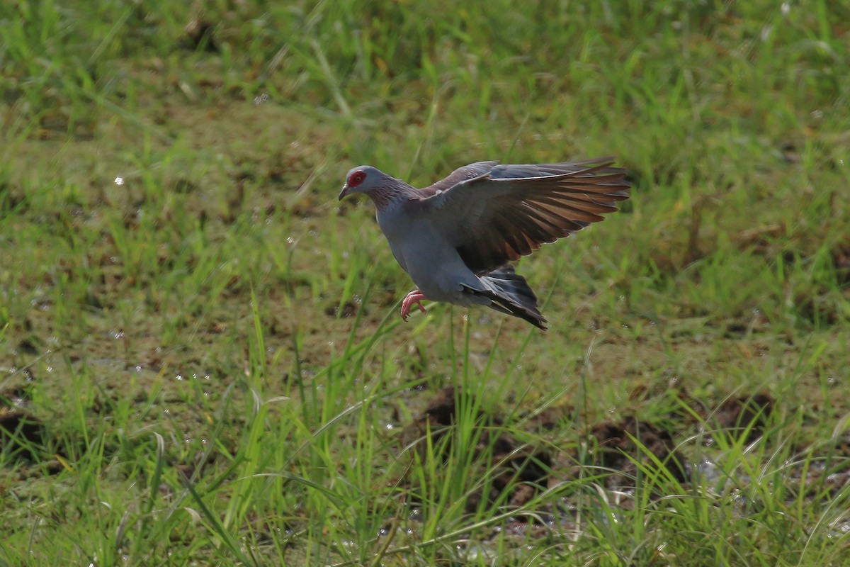 Speckled Pigeon - ML310855241
