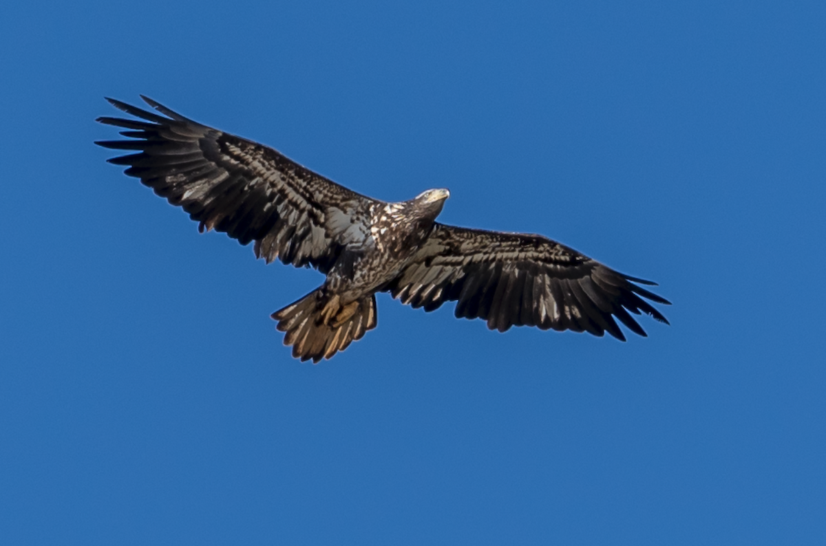 Bald Eagle - ML310856301