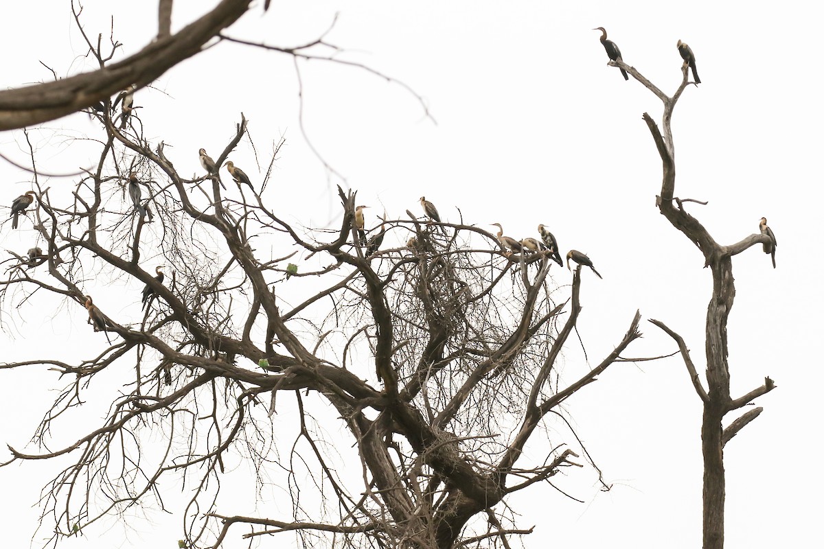 Afrika-Schlangenhalsvogel - ML310856651