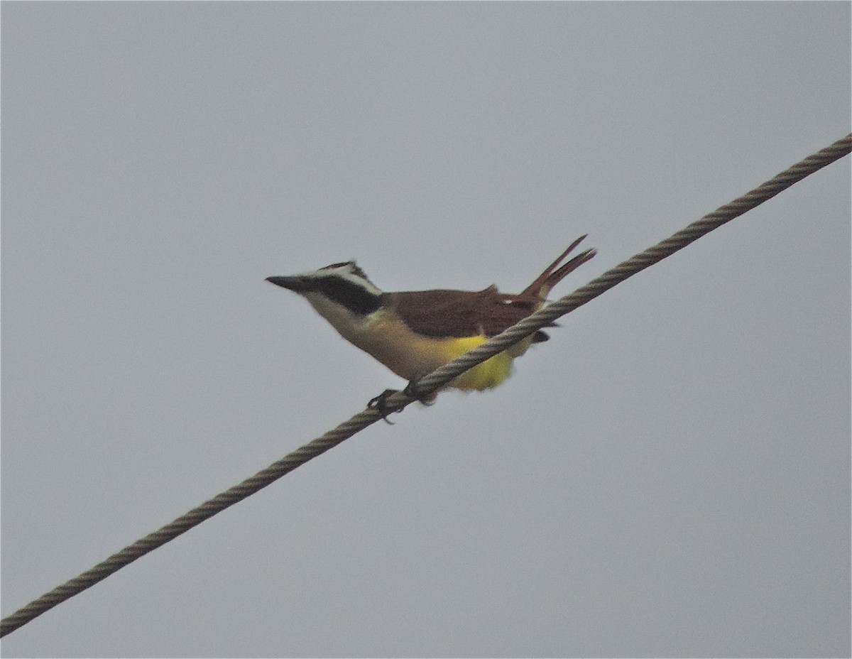 Great Kiskadee - ML310857041