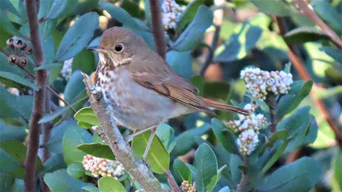 Hermit Thrush - Lena Hayashi