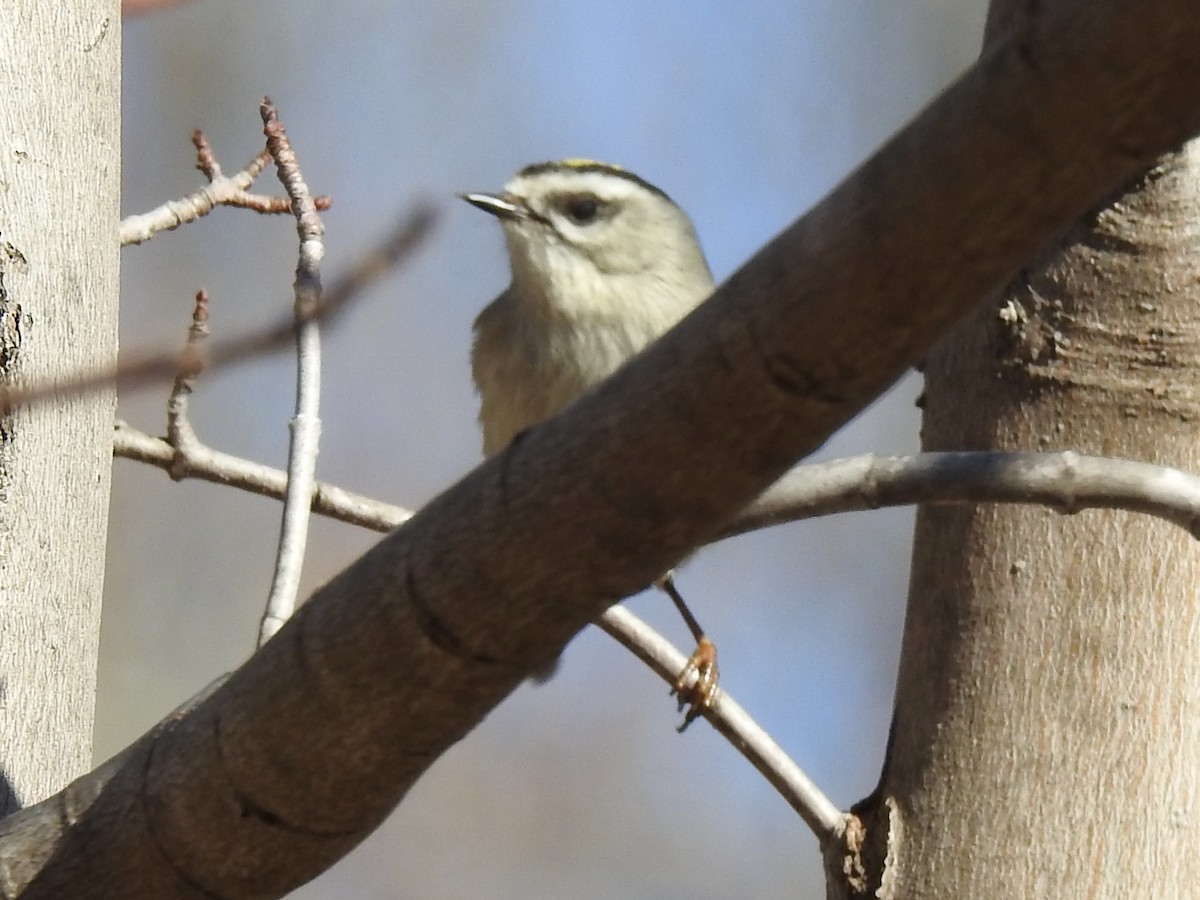 Golden-crowned Kinglet - ML310859241