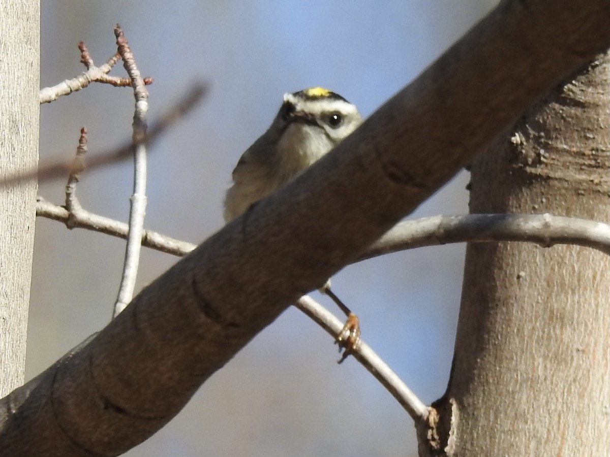Golden-crowned Kinglet - ML310859311