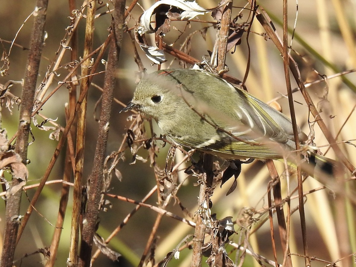 Ruby-crowned Kinglet - ML310859371