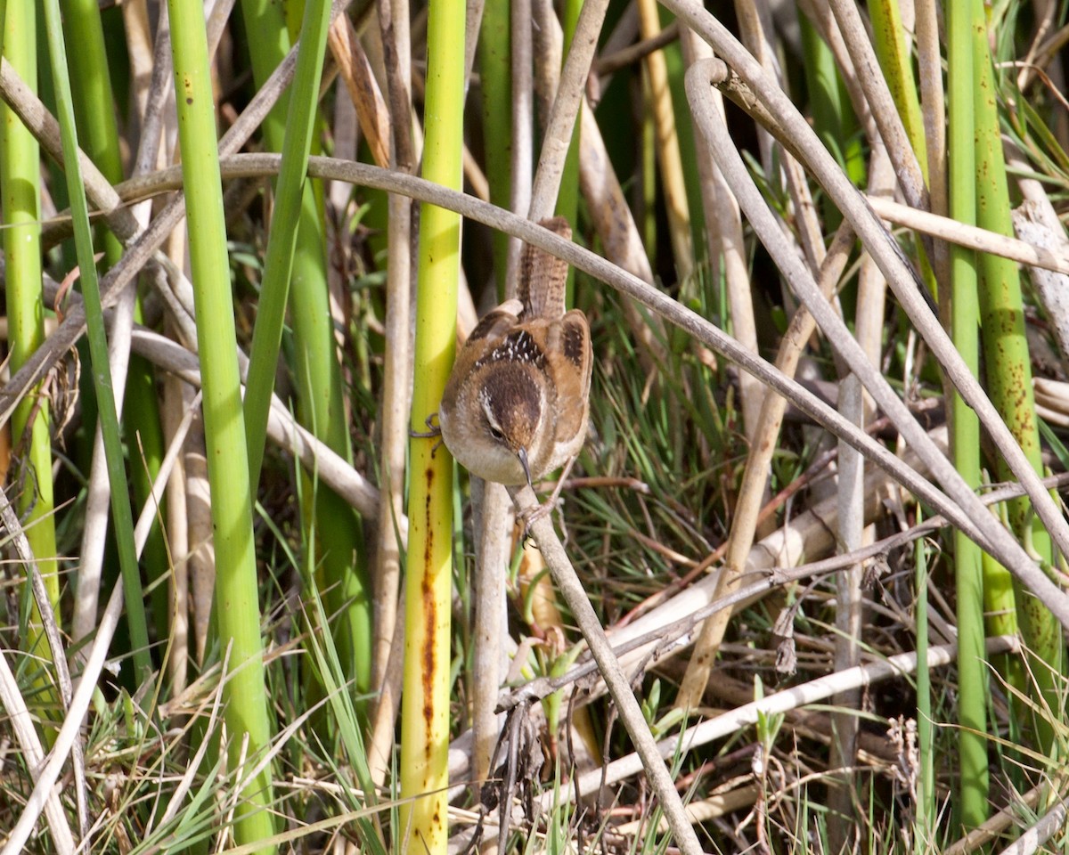 Marsh Wren (paludicola Group) - ML310859881