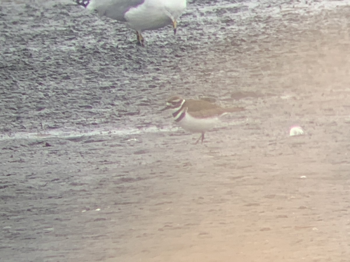 Killdeer - ML310859991