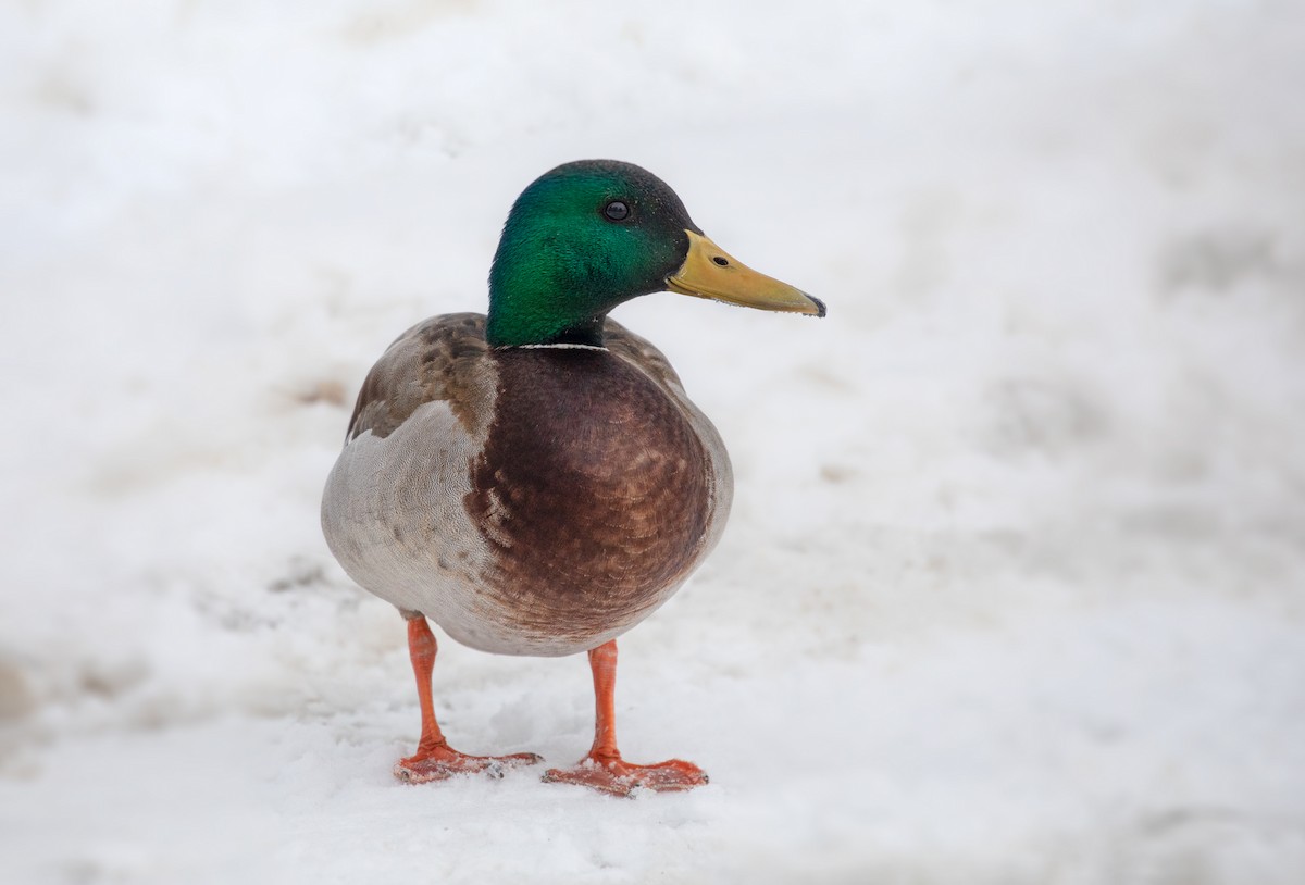 Mallard - Suzanne Labbé