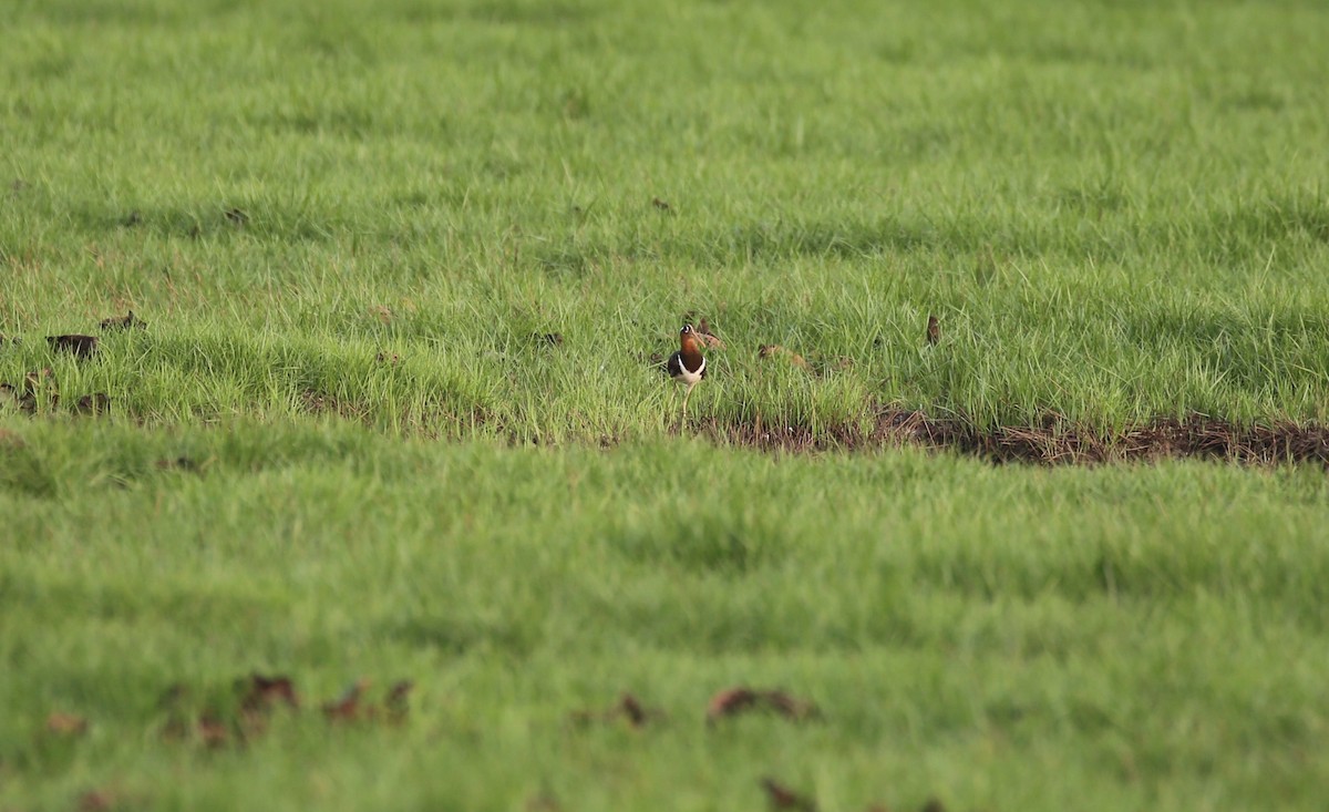 Greater Painted-Snipe - ML31086131