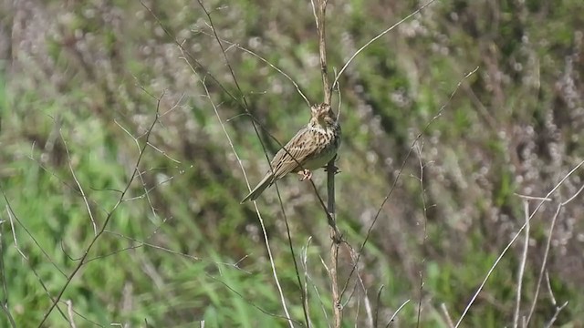 Corn Bunting - ML310861491