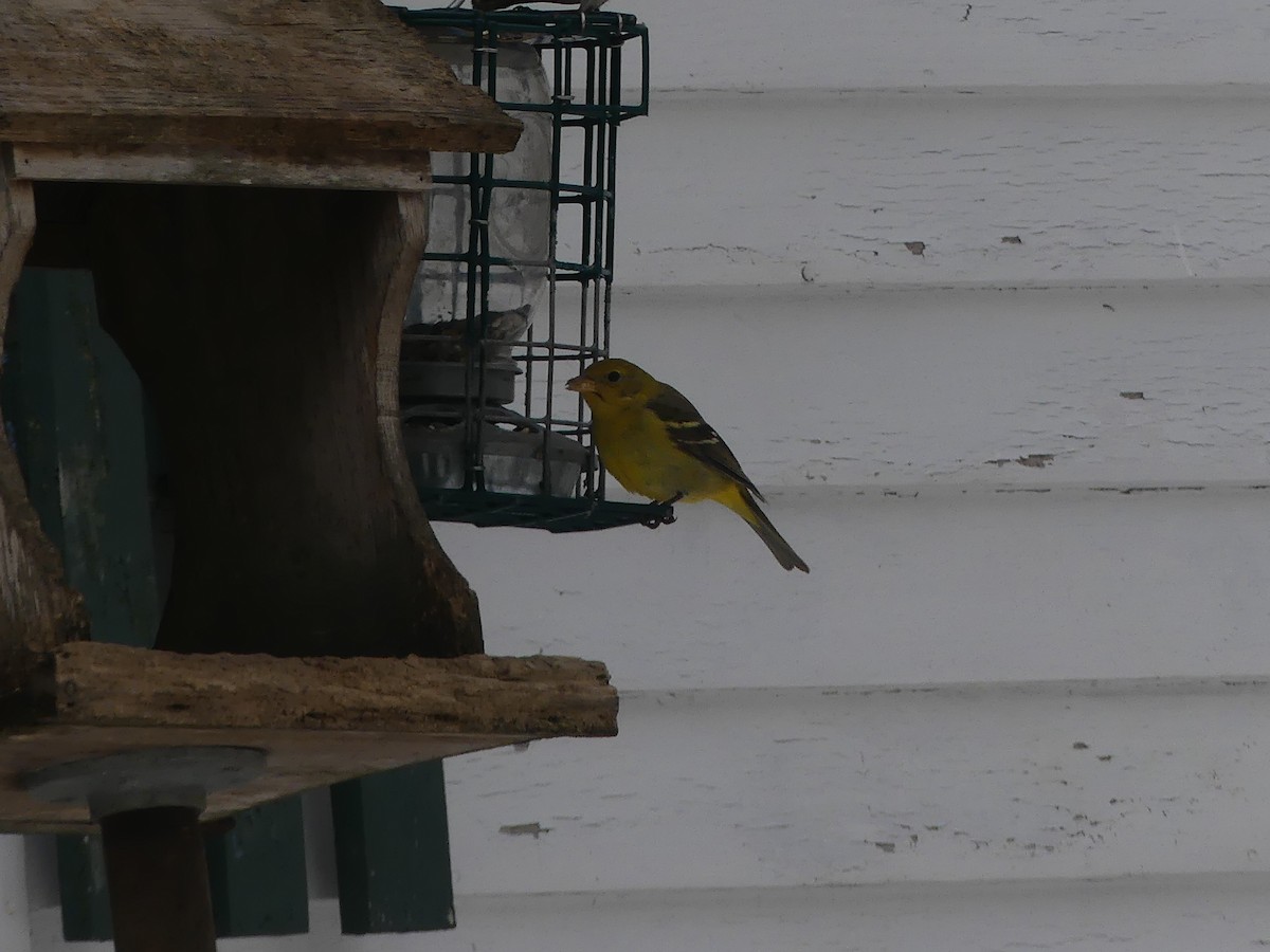 Western Tanager - ML310861631