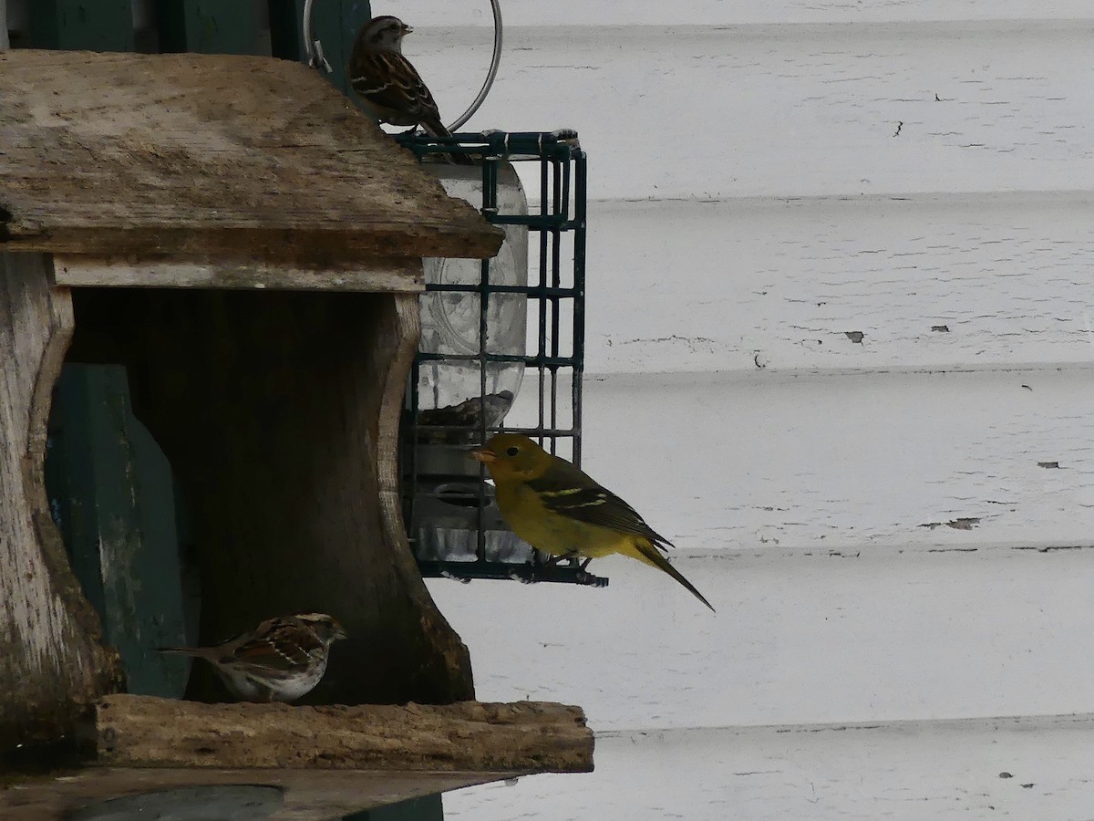 Western Tanager - ML310861641