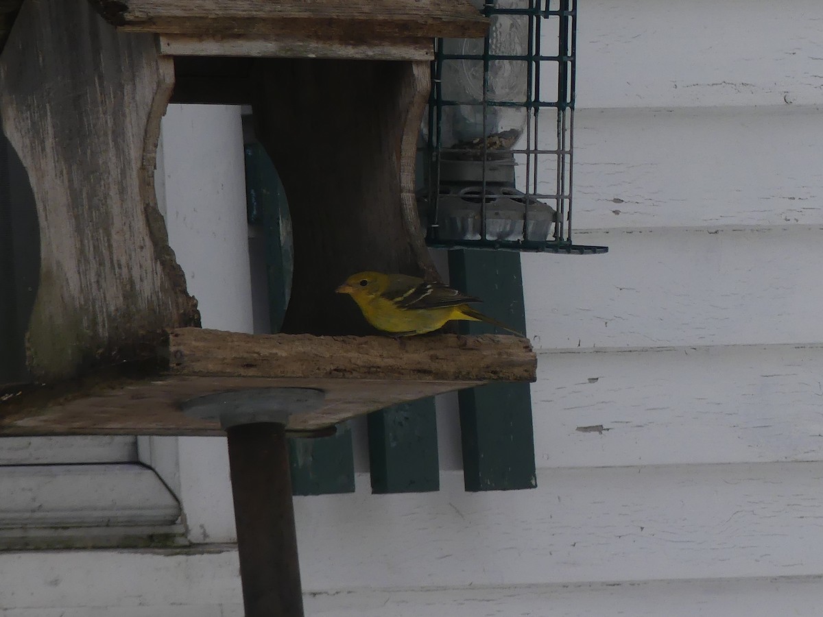 Western Tanager - ML310861651