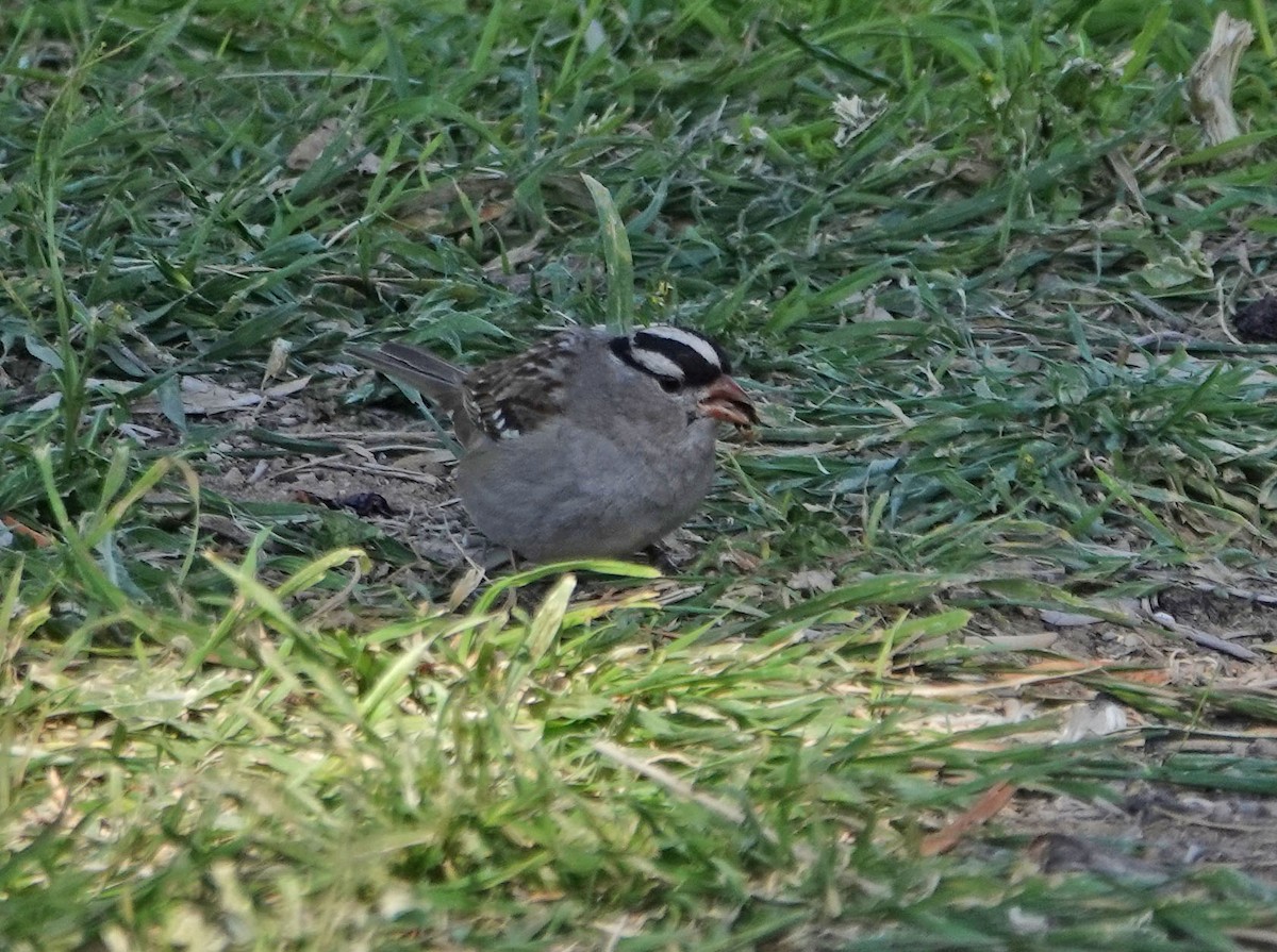 White-crowned Sparrow (Dark-lored) - ML310862401