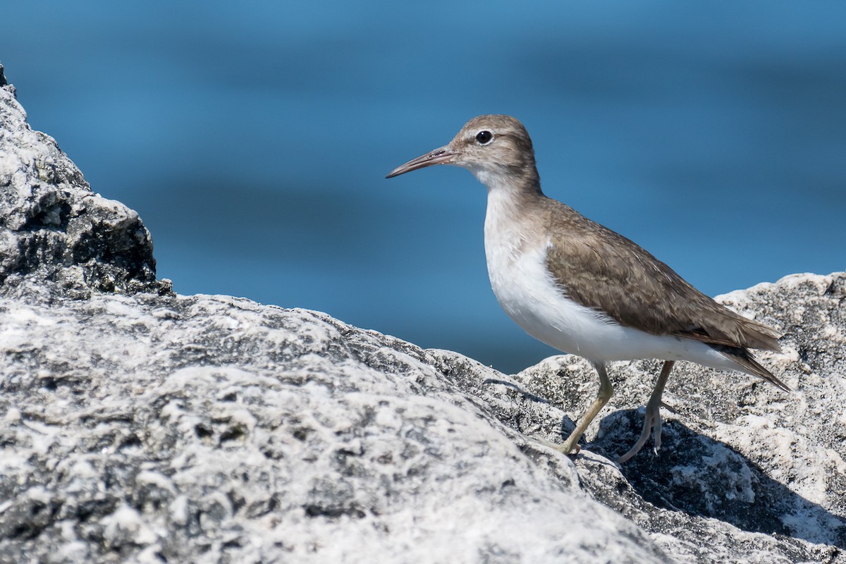 Spotted Sandpiper - ML310863631