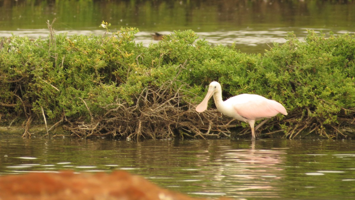 Roseate Spoonbill - Raúl Pérez Purizaca